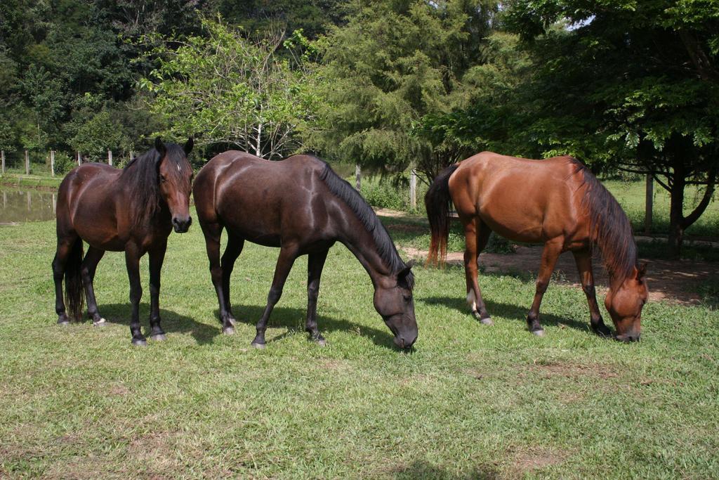 Pousada Ribeirao Do Ouro Itamonte Luaran gambar